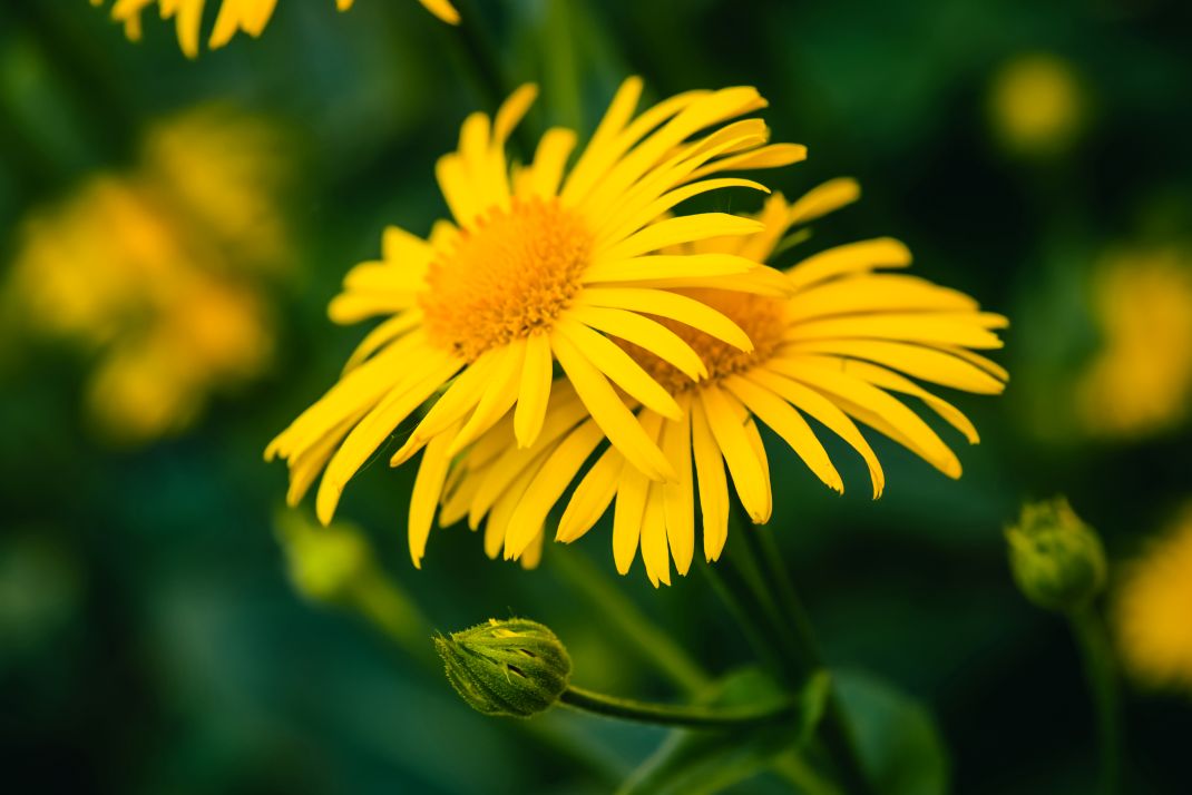arnica