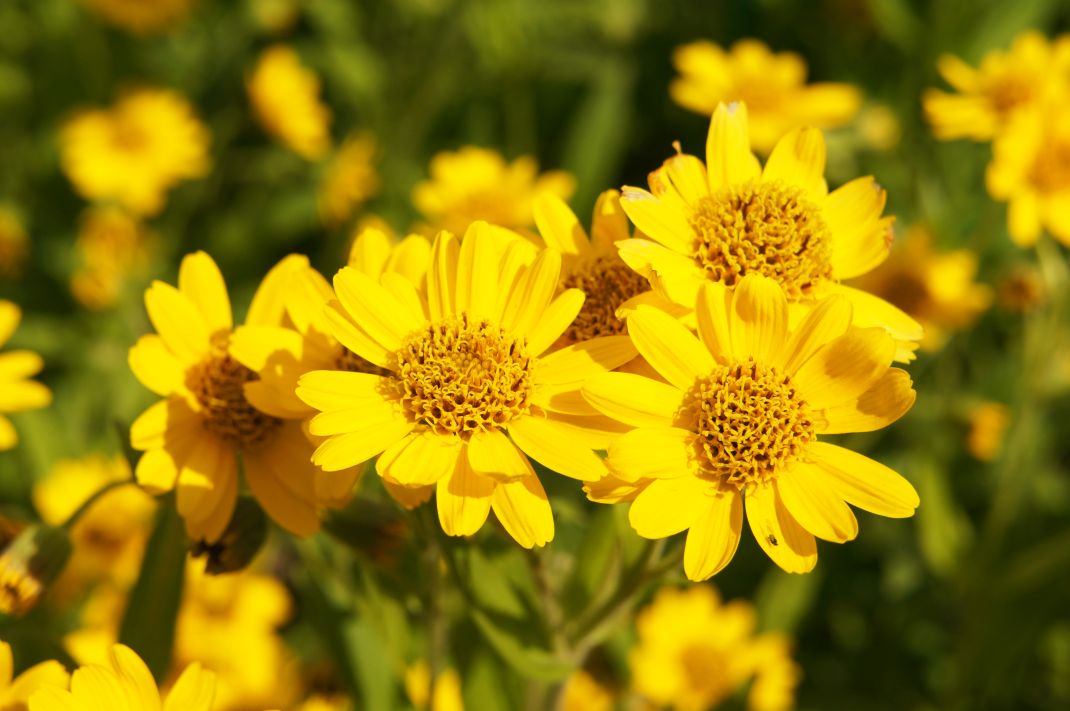 beneficios de la arnica